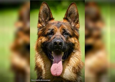 Schäferhund Welpen ( Stock und Langhaar ) mit Ahnentafel