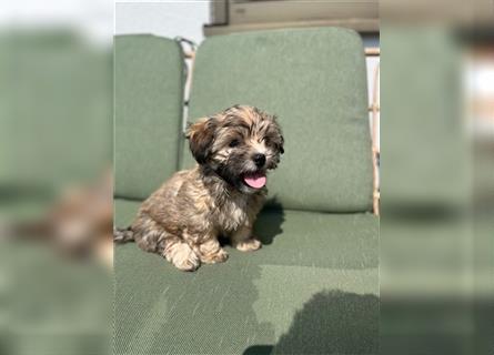 Welpen Hundebabys Havaneser / Shih-Tzu Neuwied, Köln, Frankfurt am Main