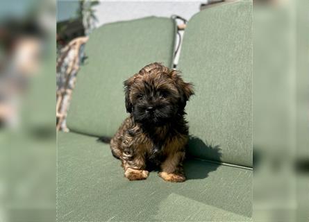 Welpen Hundebabys Havaneser / Shih-Tzu Neuwied, Köln, Frankfurt am Main