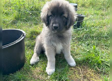 Sarplaninac Pyrenäenberghund Mix