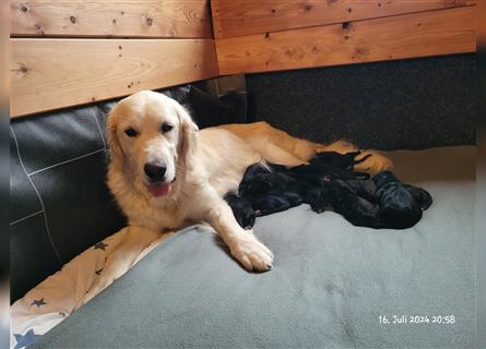 GoldenAussieDoodle