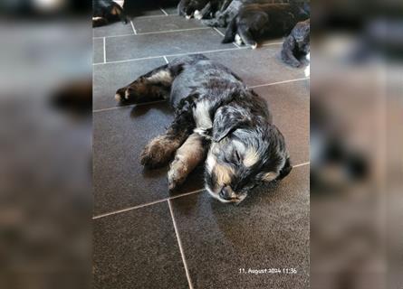 GoldenAussieDoodle