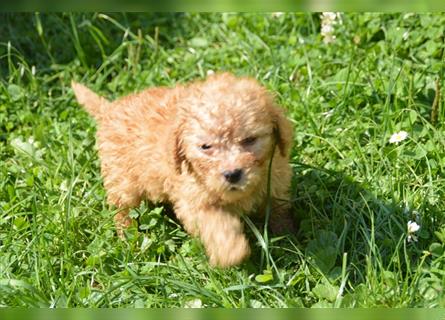 7 Mini Goldendoodel Welpen F3 - abzugeben ab Anfang September