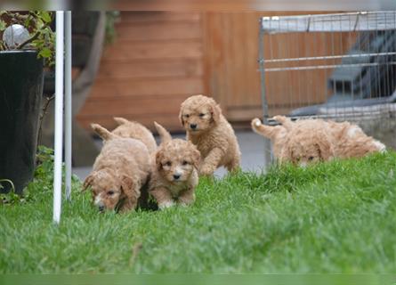 7 Mini Goldendoodel Welpen F3 - abzugeben ab Anfang September