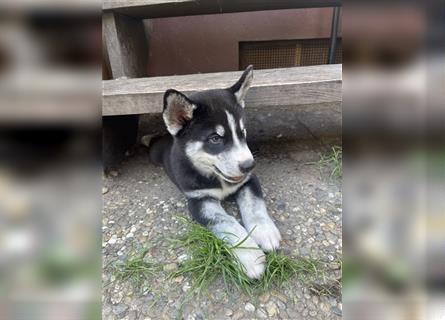 Sibirien Husky Welpen