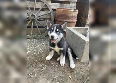 Sibirien Husky Welpen