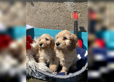 Cockapoo Welpen Englisch Cocker Spaniel  x Pudel  zu verkaufen 