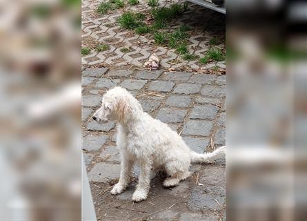 Cockapoo Welpen Englisch Cocker Spaniel  x Pudel  zu verkaufen 