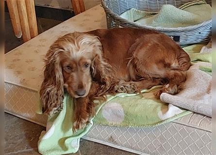 Cockapoo Welpen Englisch Cocker Spaniel  x Pudel  zu verkaufen 