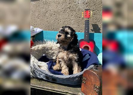 Cockapoo Welpen Englisch Cocker Spaniel  x Pudel  zu verkaufen 