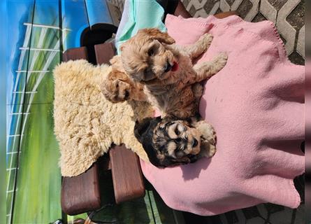 Cockapoo Welpen Englisch Cocker Spaniel  x Pudel  zu verkaufen 