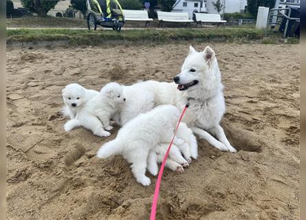 Samojede Welpen geboren 3.7.2024