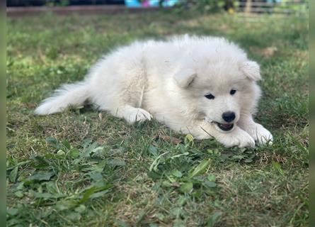 Samojede Welpen geboren 3.7.2024