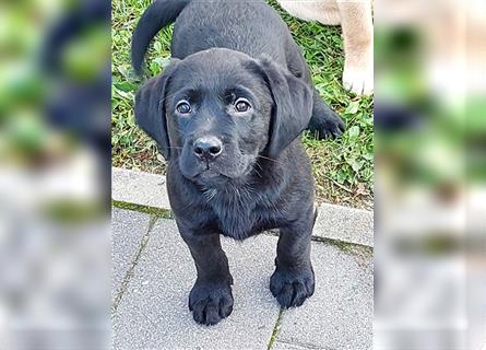 Junge Labradorwelpen mit Ahnentafel