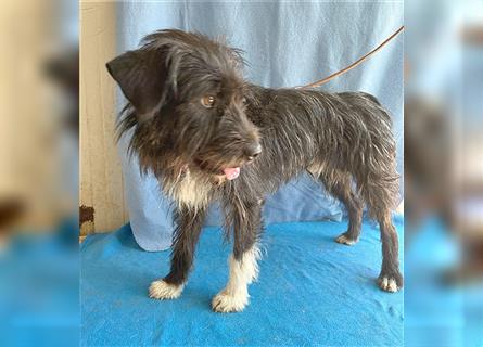 ❤️ ehemals armer LUPI - 2 Jahre, 45cm - Schnauzer-Mix