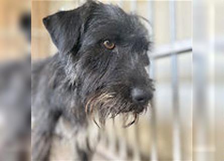 ❤️ ehemals armer LUPI - 2 Jahre, 45cm - Schnauzer-Mix