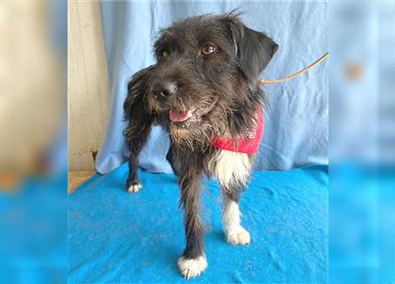 ❤️ ehemals armer LUPI - 2 Jahre, 45cm - Schnauzer-Mix