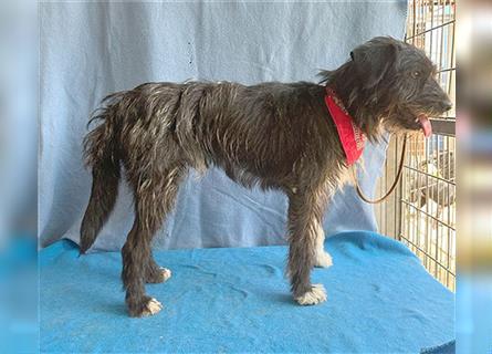 ❤️ ehemals armer LUPI - 2 Jahre, 45cm - Schnauzer-Mix