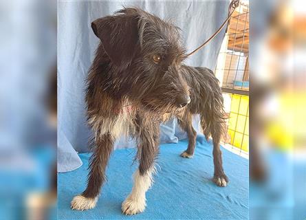 ❤️ ehemals armer LUPI - 2 Jahre, 45cm - Schnauzer-Mix