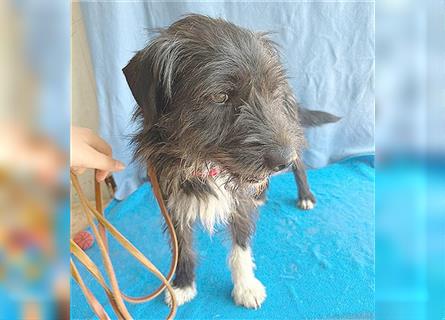 ❤️ ehemals armer LUPI - 2 Jahre, 45cm - Schnauzer-Mix