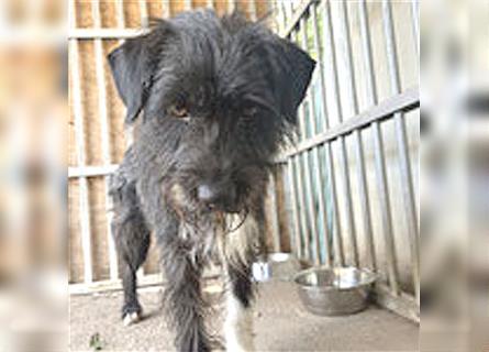 ❤️ ehemals armer LUPI - 2 Jahre, 45cm - Schnauzer-Mix