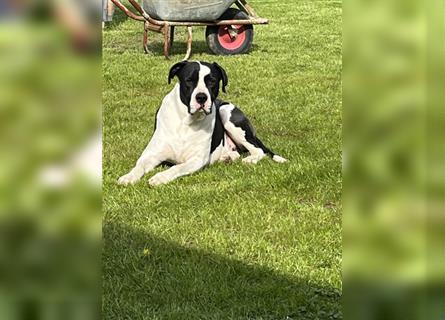 Dogo Argentino - Fila Brasileiro Mischling