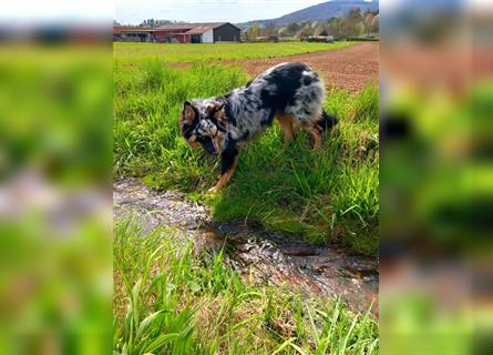 Wurfankündigung Australian shepherd welpen