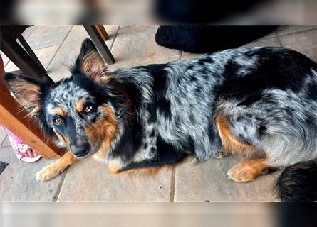 Wurfankündigung Australian shepherd welpen