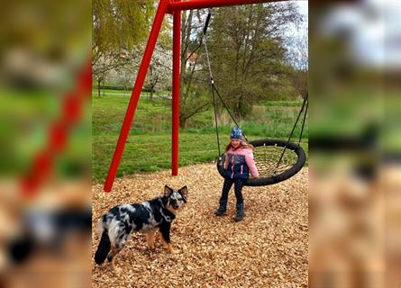 Wurfankündigung Australian shepherd welpen