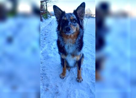 Wurfankündigung Australian shepherd welpen