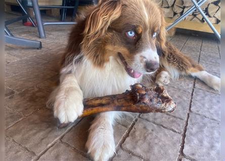 Wurfankündigung Australian shepherd welpen