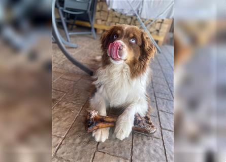 Wurfankündigung Australian shepherd welpen