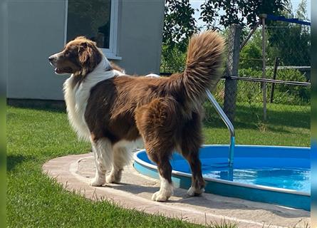 Wurfankündigung Australian shepherd welpen