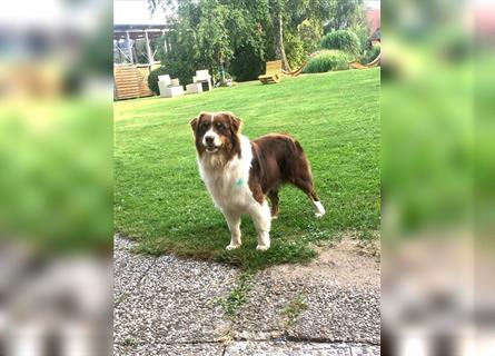 Wurfankündigung Australian shepherd welpen