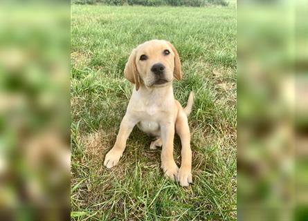 Labrador Welpen gelb