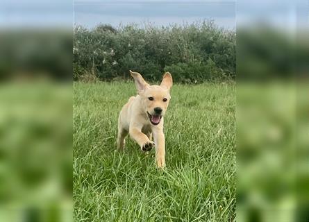 Labrador Welpen gelb