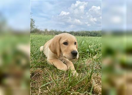 Labrador Welpen gelb