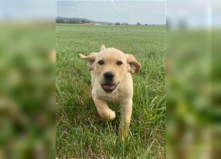 Labrador Welpen gelb