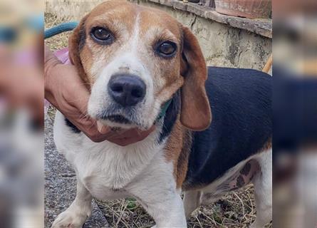 Dante - ein famoser Beagle und liebenswürdiger Begleiter