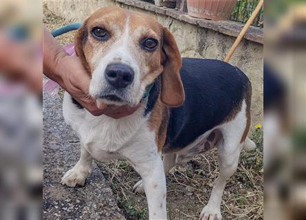 Dante - ein famoser Beagle und liebenswürdiger Begleiter