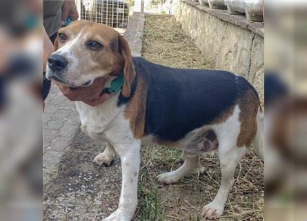 Dante - ein famoser Beagle und liebenswürdiger Begleiter