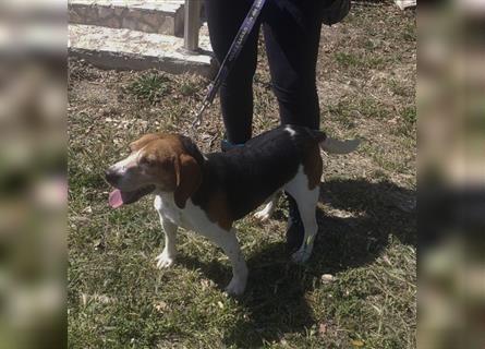 Dante - ein famoser Beagle und liebenswürdiger Begleiter