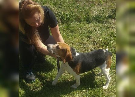 Dante - ein famoser Beagle und liebenswürdiger Begleiter