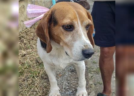 Dante - ein famoser Beagle und liebenswürdiger Begleiter