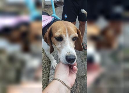 Dante - ein famoser Beagle und liebenswürdiger Begleiter