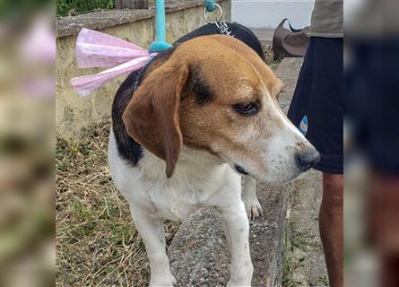 Dante - ein famoser Beagle und liebenswürdiger Begleiter