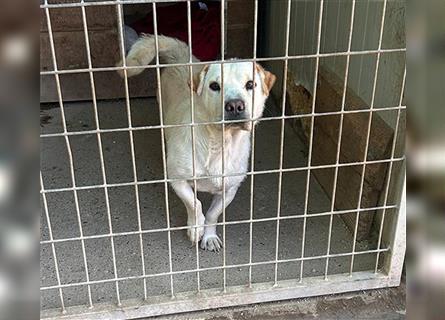 ❤️ kleines Unikum BLUE - 2 Jahre, 30cm/12kg - Sharpei-Mischling