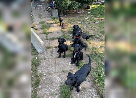 Schwarze Labrador-Labrador/Apenzeller Welpen