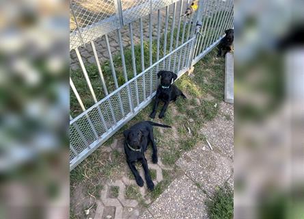 Schwarze Labrador-Labrador/Apenzeller Welpen