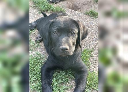 Schwarze Labrador-Labrador/Apenzeller Welpen